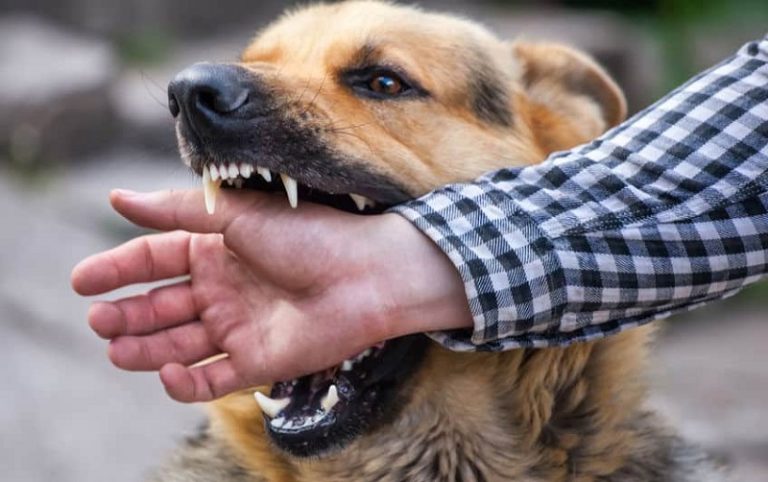 Compensation Sources in Dog Bite Injury Cases Speed Cap